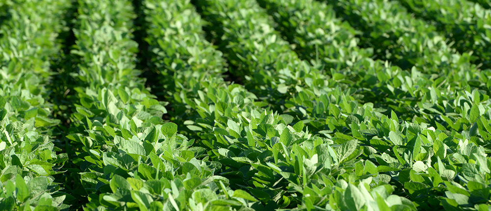 Closeup of green soybean rows