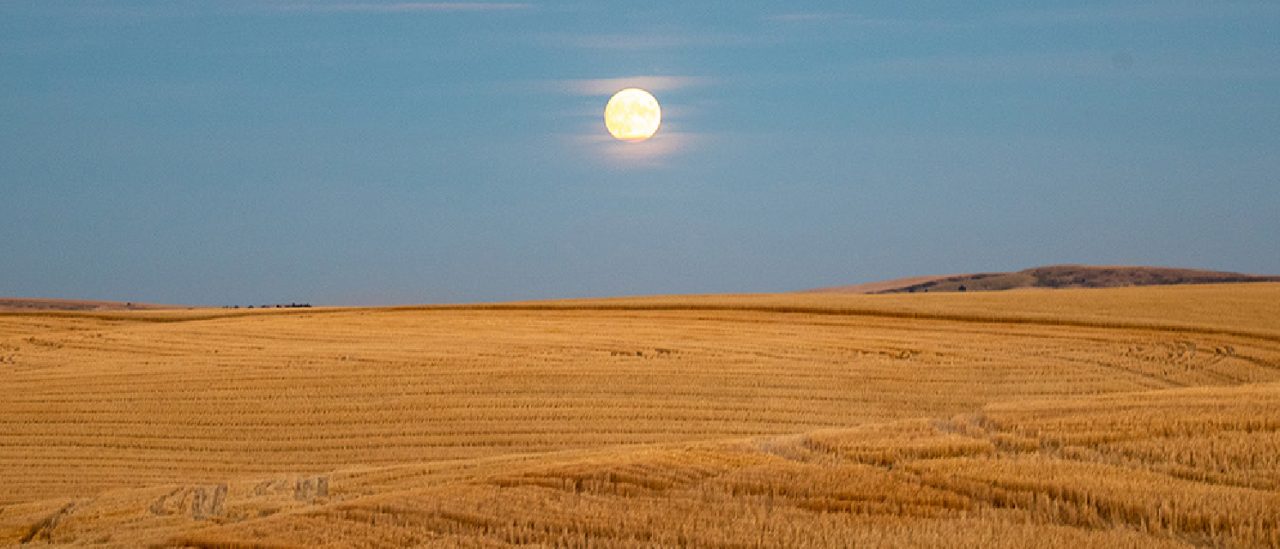Wheat field at dusk