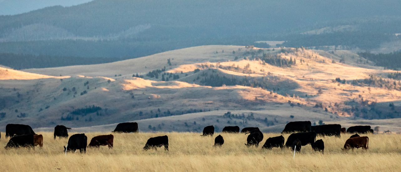 Cattle grazing beside mountains