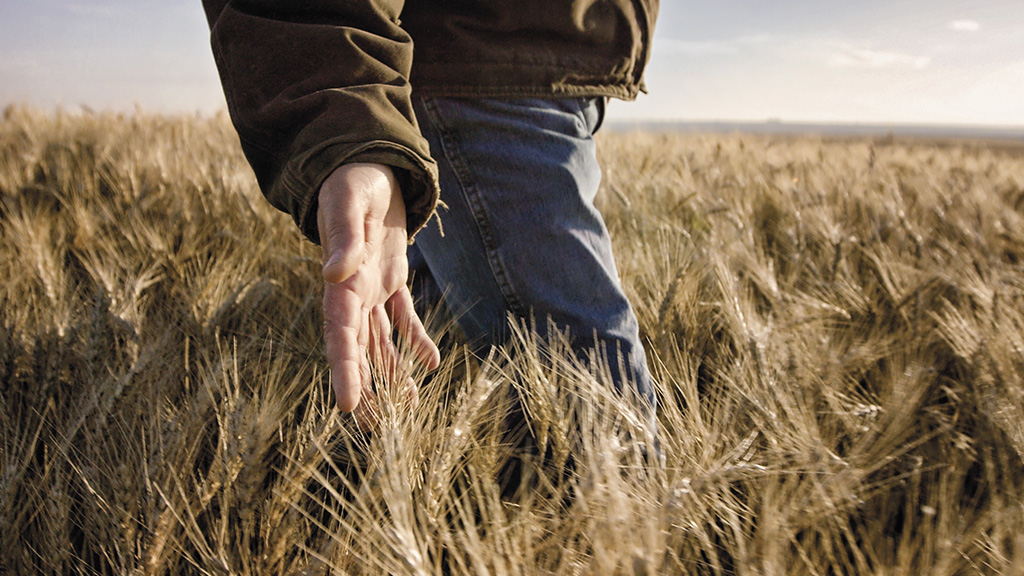 Man's hand running through wheat stalks as he walks through a field