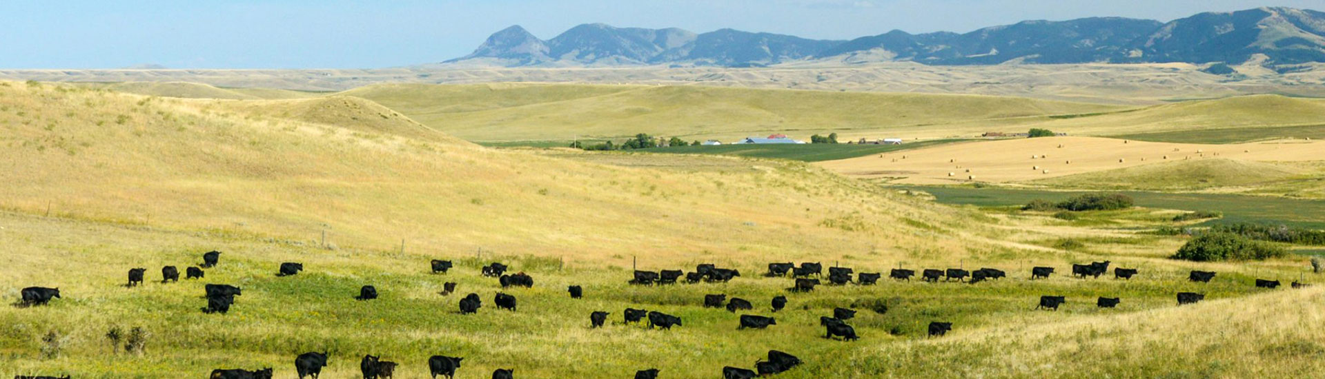 Herd of cattle on the pasture