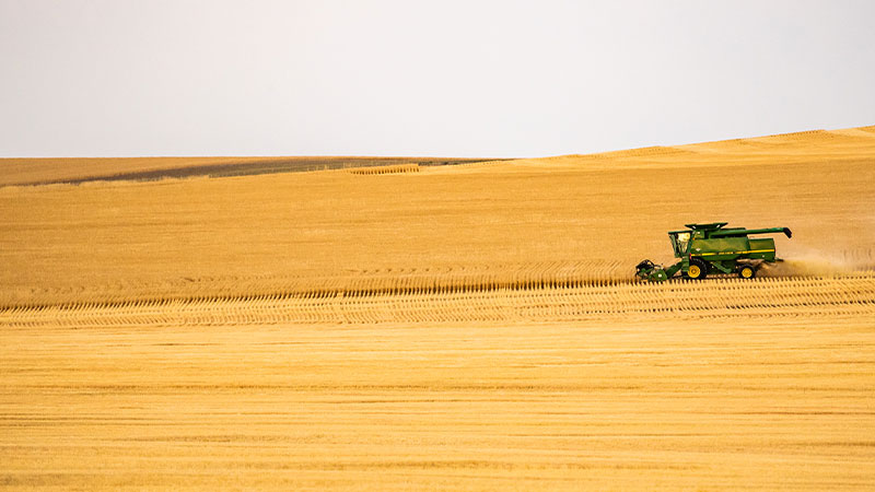 Combine harvesting wheat