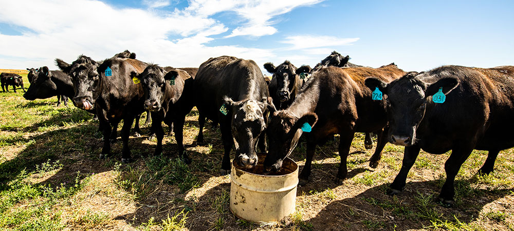 Cattle by a protein tub