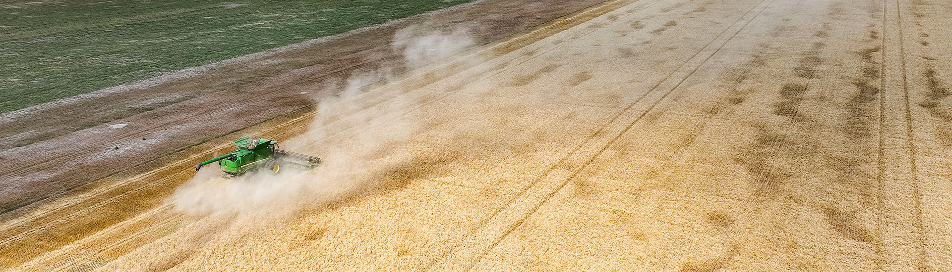 wheat harvest
