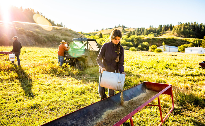 Young girl pouring grain into a feed trough